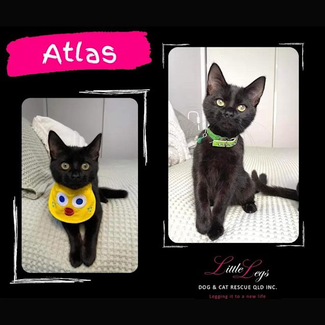 Photo of Atlas