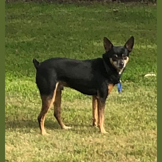 Photo of Scrat ~ 9yr Old Min. Pinscher X(on Trial16/9/22)