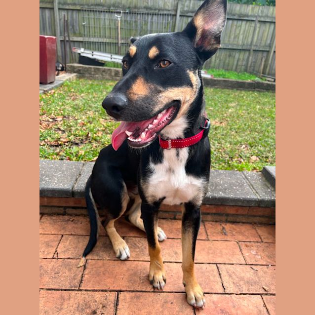 Photo of Yogi ~ 1yr Old Kelpie X(on Trial 26/8/22)