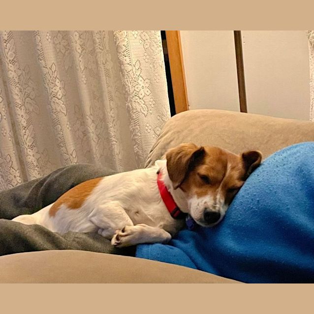 Photo of Chrissy ~ 6yr Old Jack Russell X(on Trial 24/7/22)
