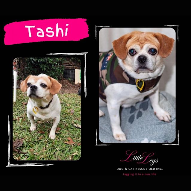 Photo of Tashi