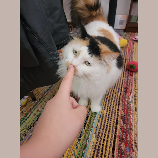 Photo of 🧡Giselle🧡