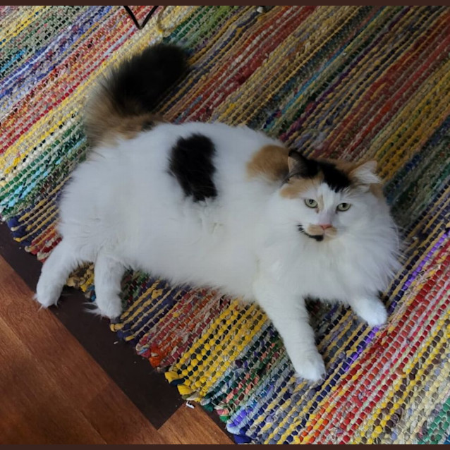 Photo of 🧡Giselle🧡