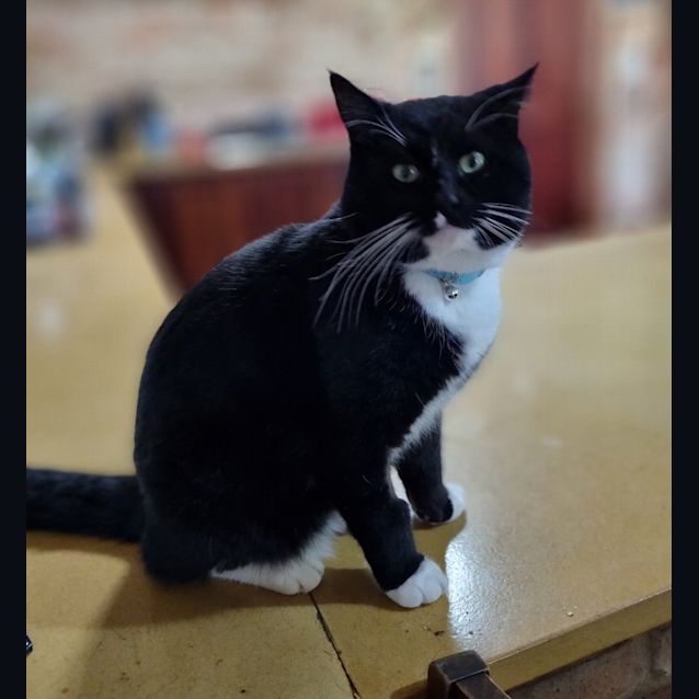 Photo of Hamilton