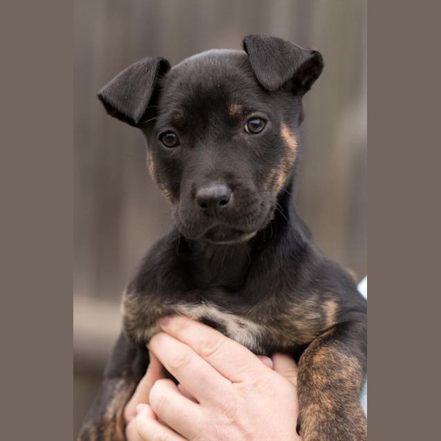 Photo of Zinnia 