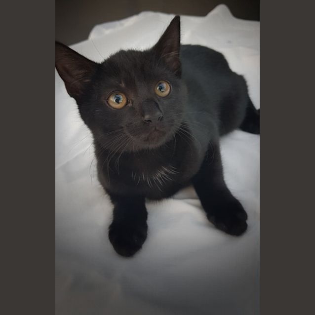Photo of Midnight