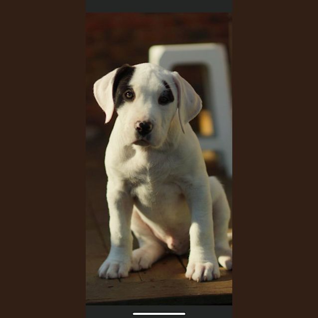 Photo of Bowzer 