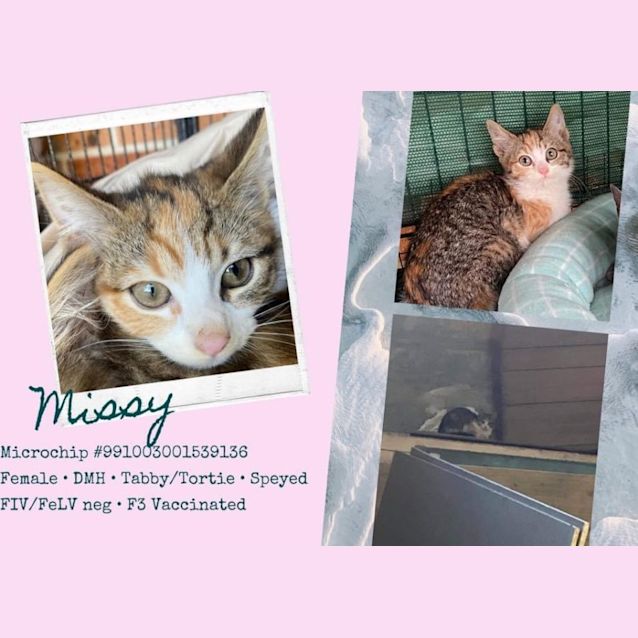 Photo of Missy (Indoors Only)