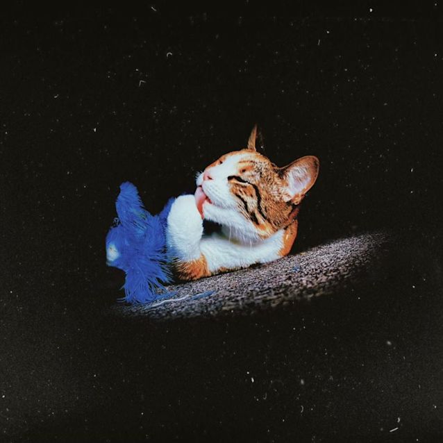 Photo of Missy (Indoors Only)