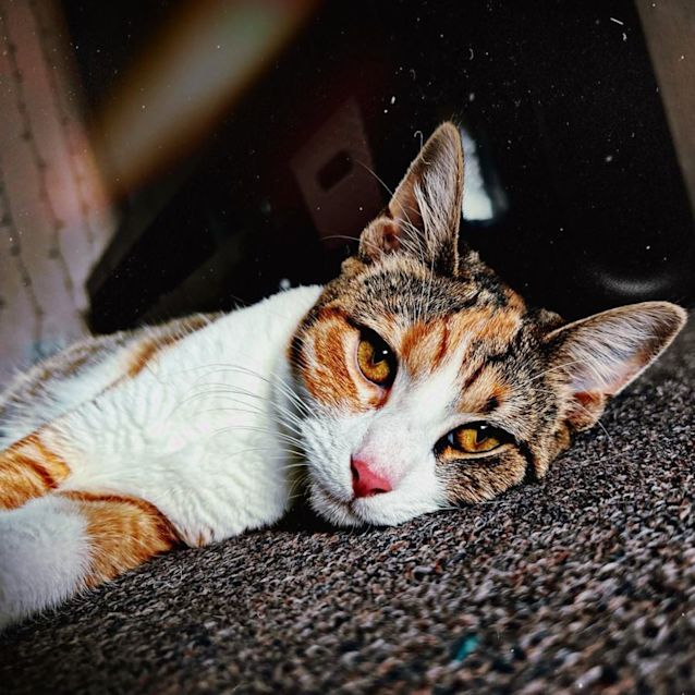 Photo of Missy (Indoors Only)