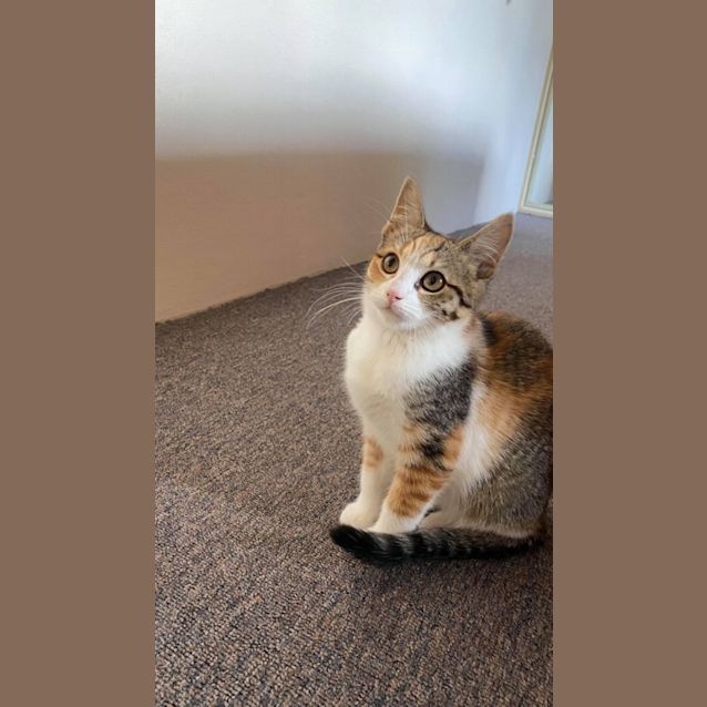 Photo of Missy (Indoors Only)