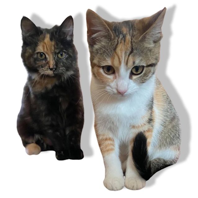 Photo of Missy (Indoors Only)