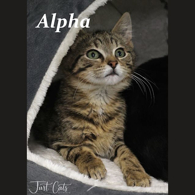 Photo of Alpha   Petstock