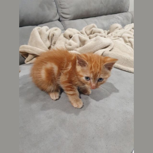 Photo of Garfie 10238