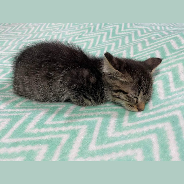 Photo of 🍐Pear 🍐