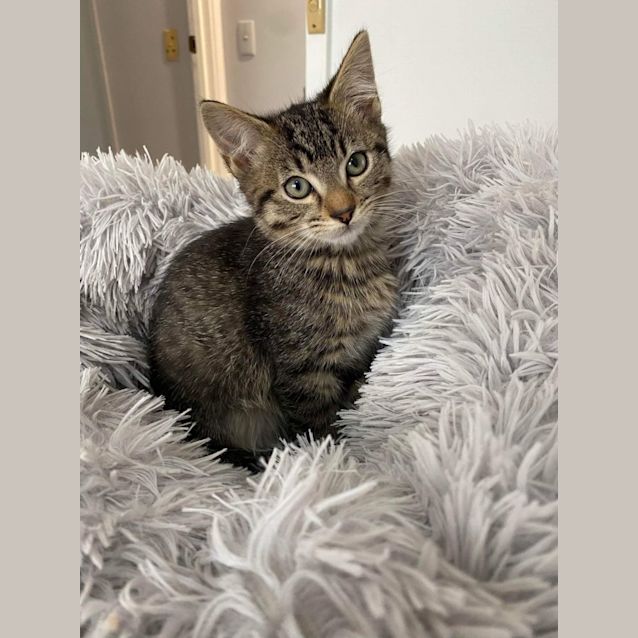 Photo of 🍍Pineapple 🍍