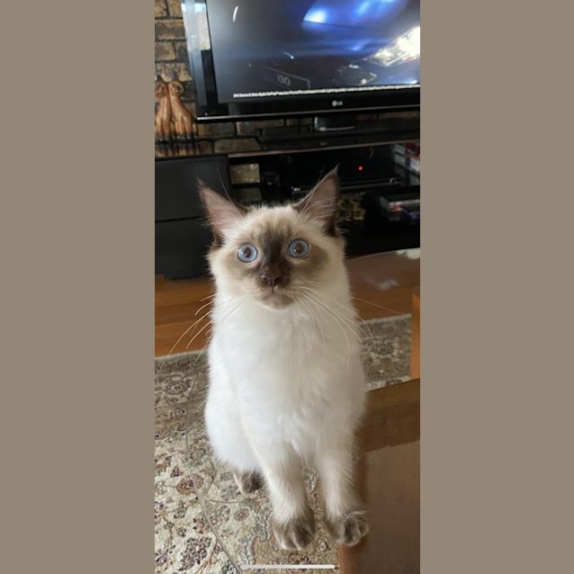 Photo of Bert