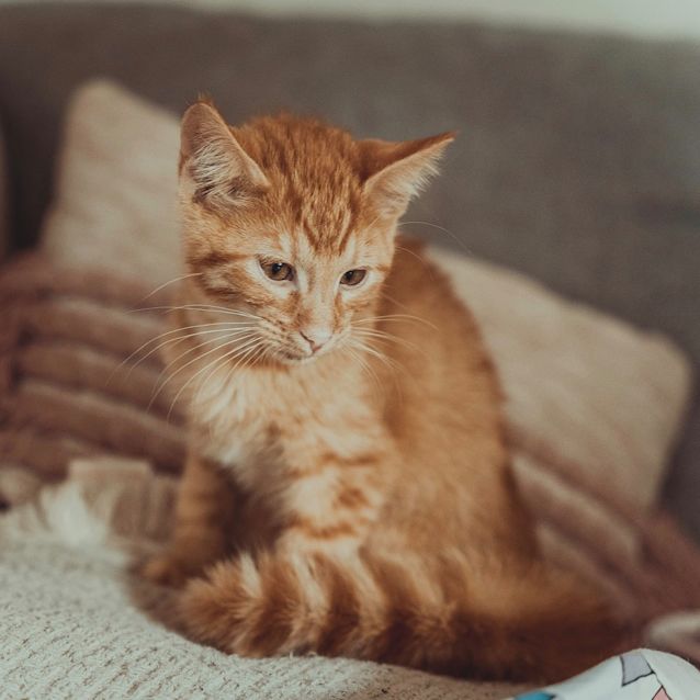 Photo of Teddy