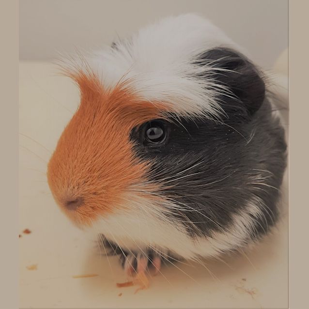 Photo of Bowie