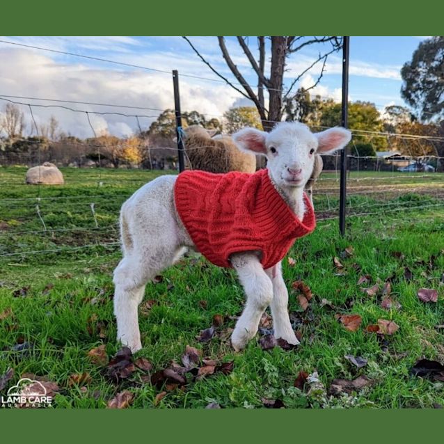 Photo of Erik (Male) And Olive (Female)