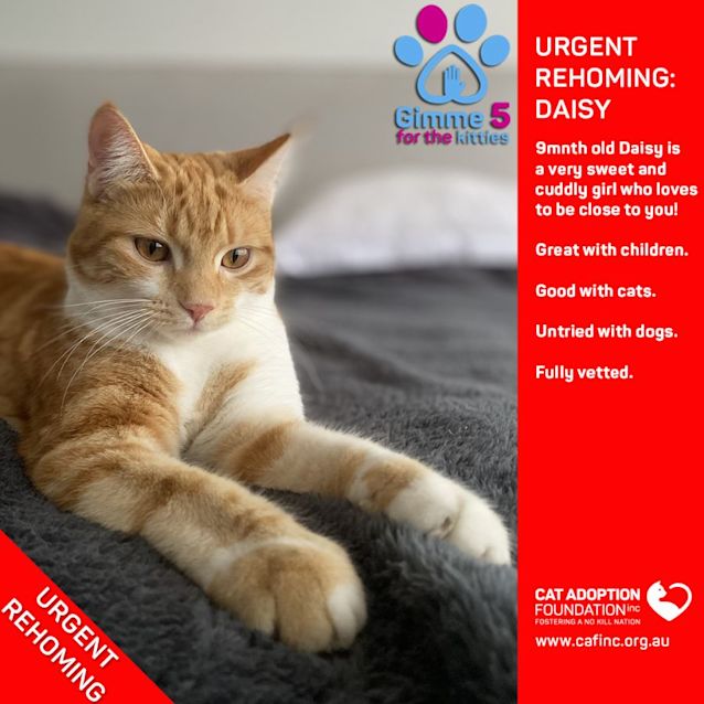 Photo of Daisy Private Rehoming No Charge!