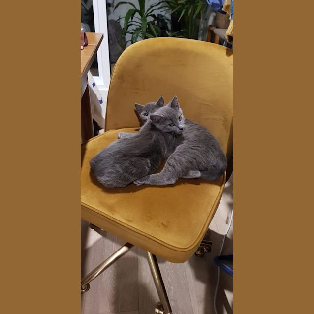 Photo of Stella & Astra
