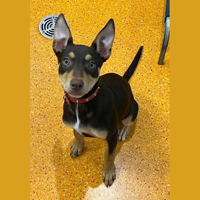 Photo of Roxy