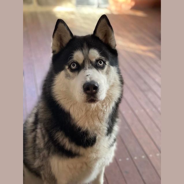 Photo of Diesel