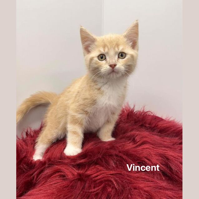 Photo of Vincent