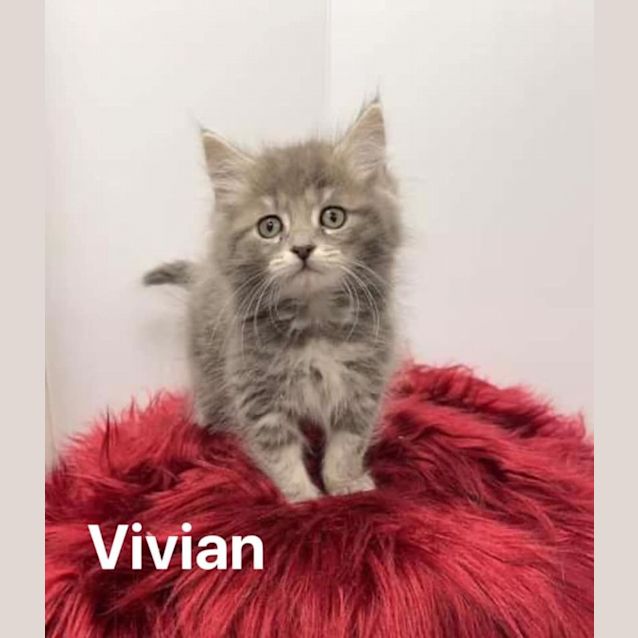 Photo of Vivian