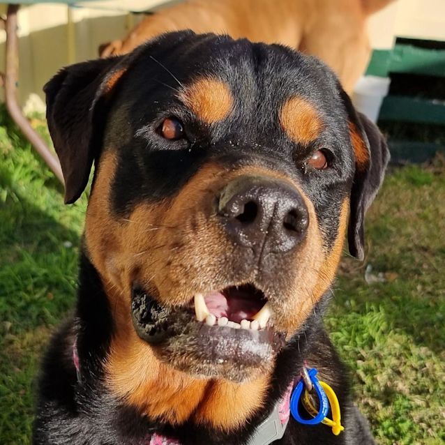 Photo of Stella