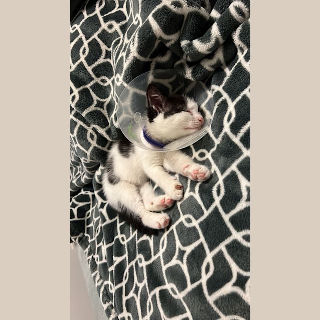 Photo of Pongo