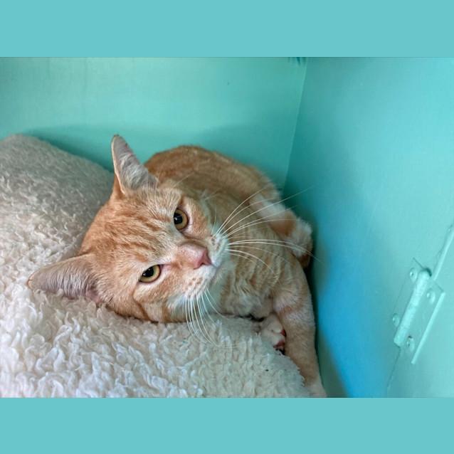 Photo of Tigger