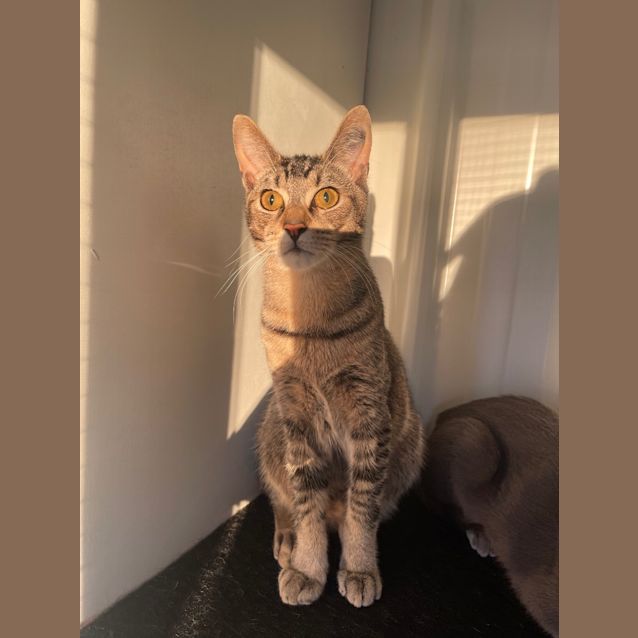 Photo of Finch