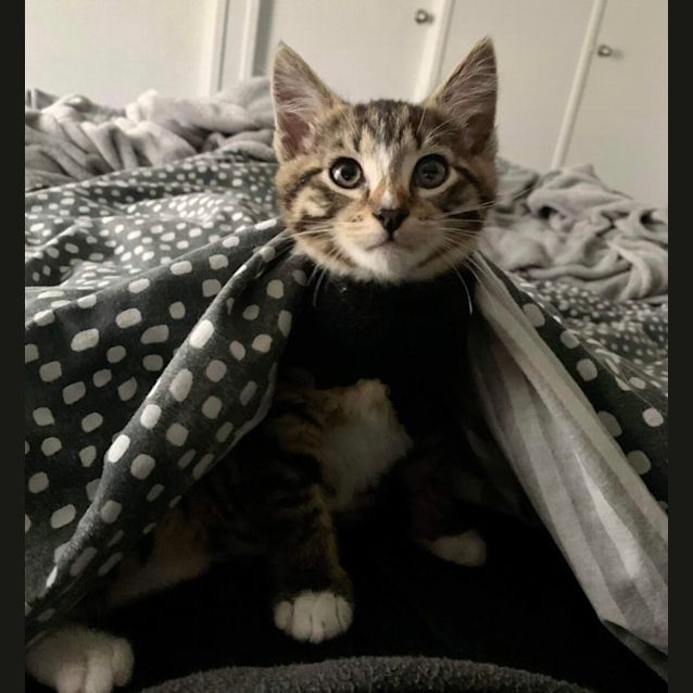 Photo of Chipmonk