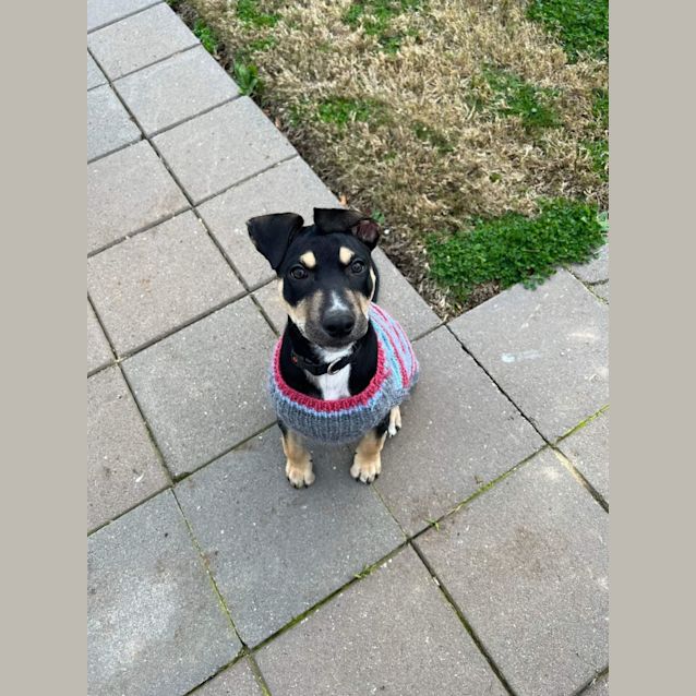 Photo of Jaggar