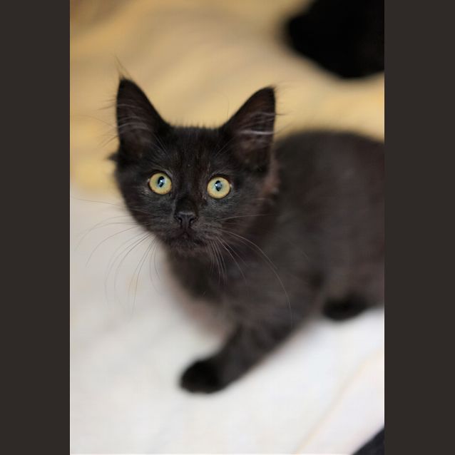 Photo of Whisper