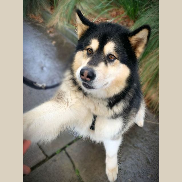 Photo of Koda