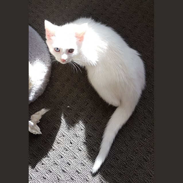 Photo of Nutsy