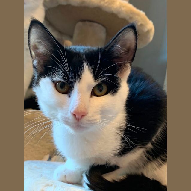 Photo of Meeko ~ Meet Me @ Pet Stock Chelsea ❤️