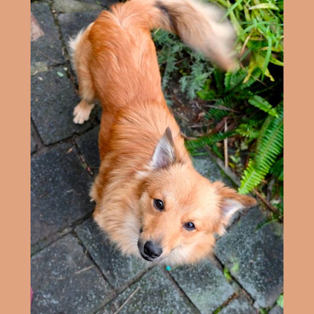 Photo of Milo ~ 1yr Old Pomeranian X(on Trial 13/7/22)