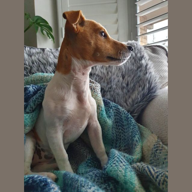Photo of Holly ~ 5mo Jack Russell Puppy(on Hold 11/8/22)