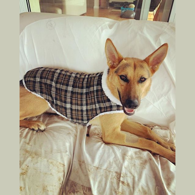 Photo of Stella ~ 1yr Old German Shepherd X(on Trial 8/8/22)