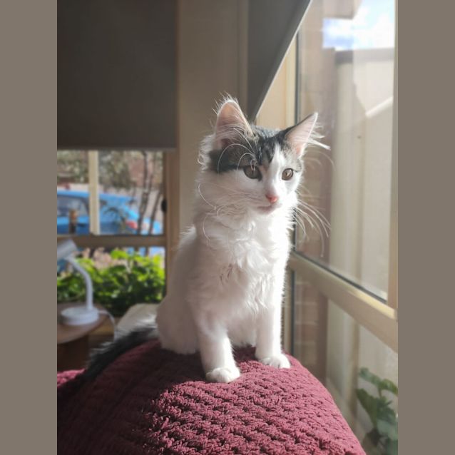 Photo of Pinto   Located In Pascoe Vale