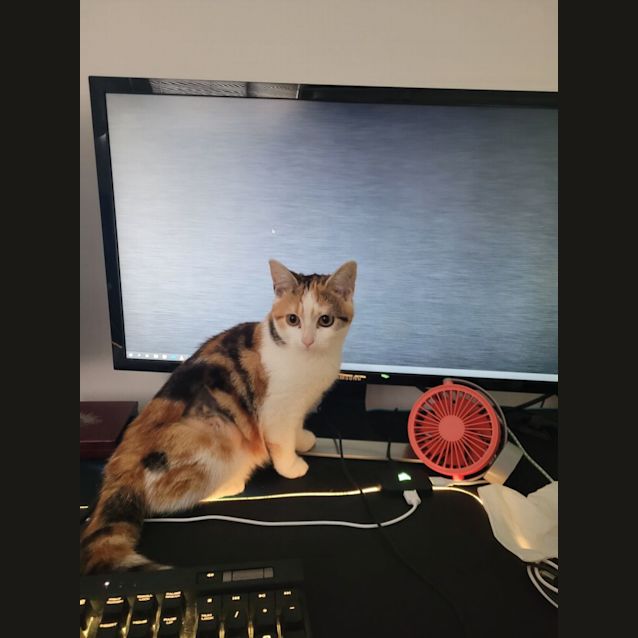 Photo of Violet   Located In Preston