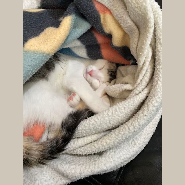 Photo of Khaleesi Meet Me At Pet Stock Mornington Central