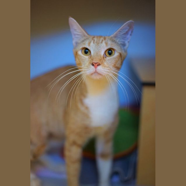 Photo of Kitty