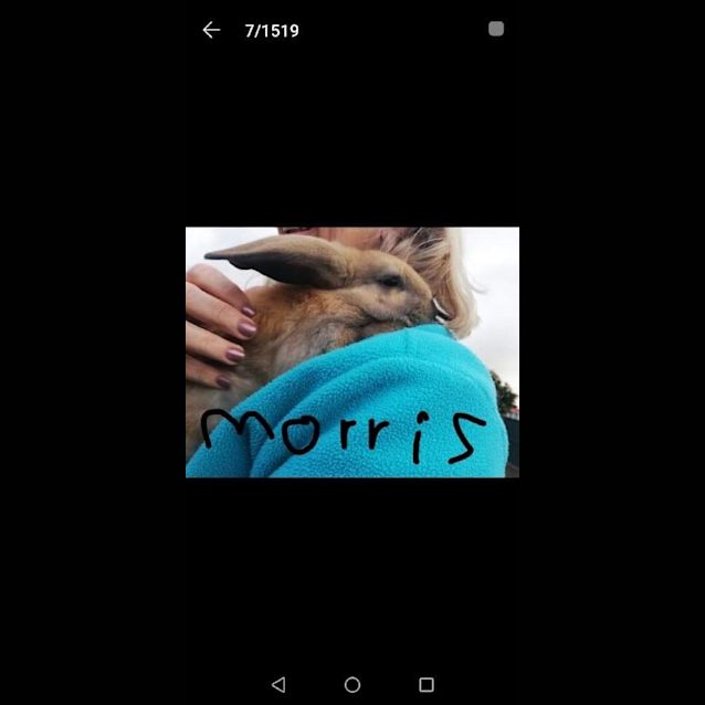 Photo of Morris