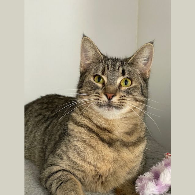 Photo of Biscuit