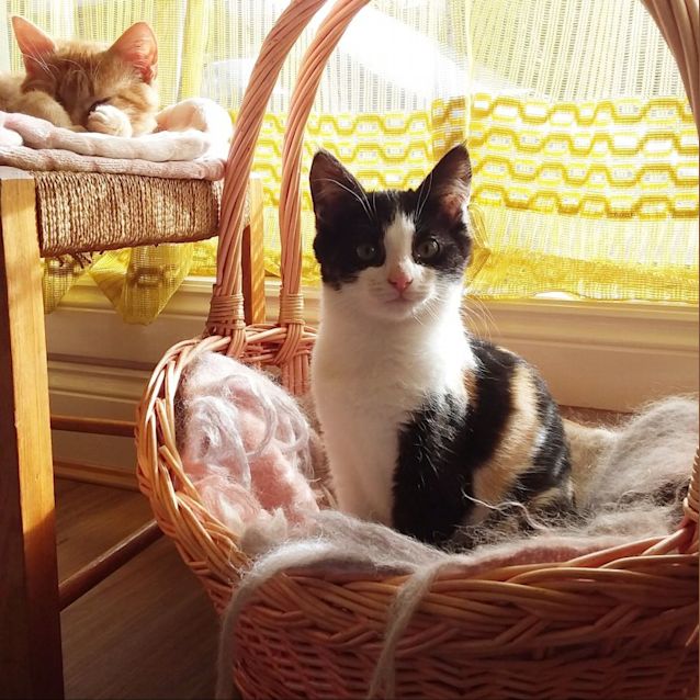 Photo of Little (Aka Darcy)